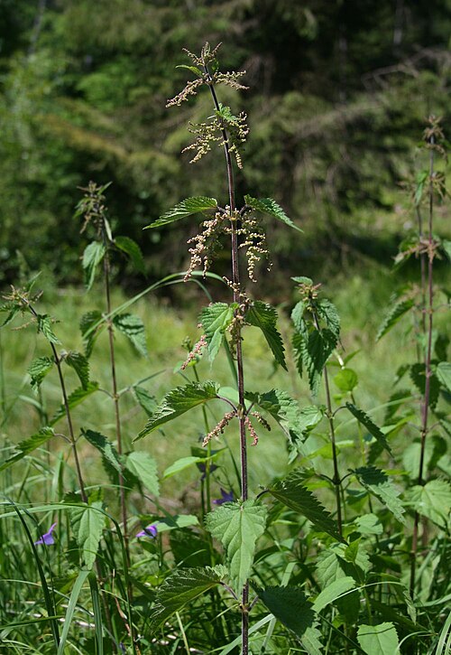 File:Urtica dioica 1.jpg
