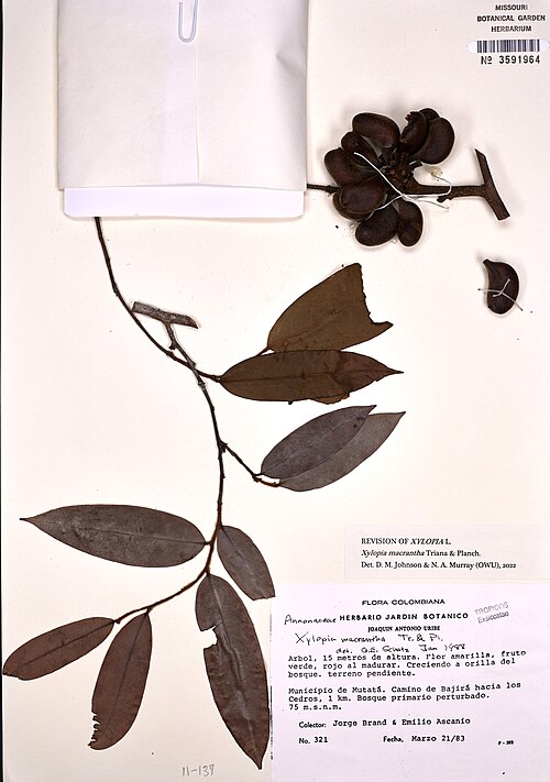 File:Xylopia macrantha.jpg