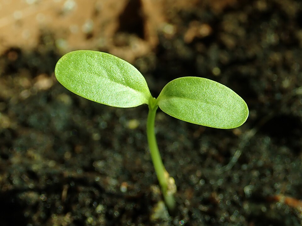 File:Asclepias syriaca 2019-04-21 1738.jpg