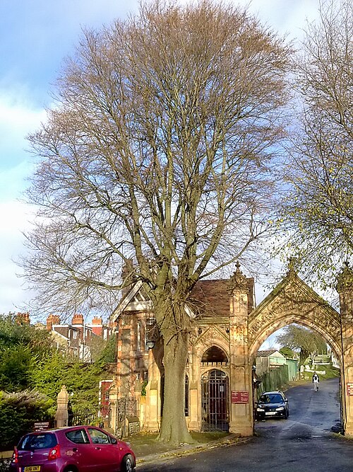 File:BH00018 Ulmus. Hartington Road, Brighton. (4).jpg