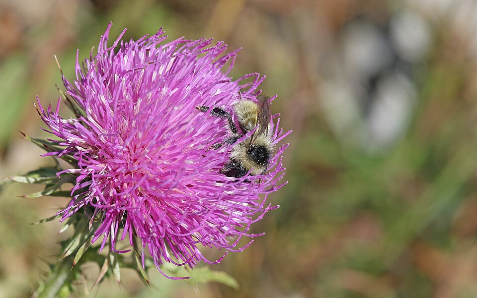 File:Bombus mesomelas111.jpg