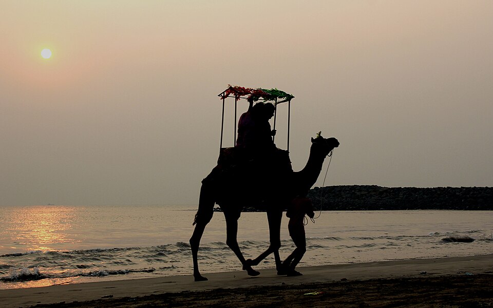 File:Camel on the beach (16495607540).jpg