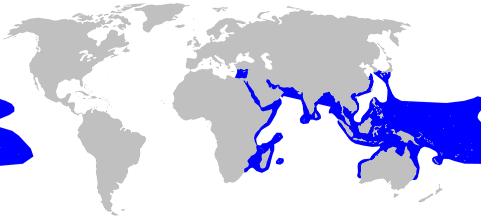 File:Carcharhinus melanopterus distmap.png