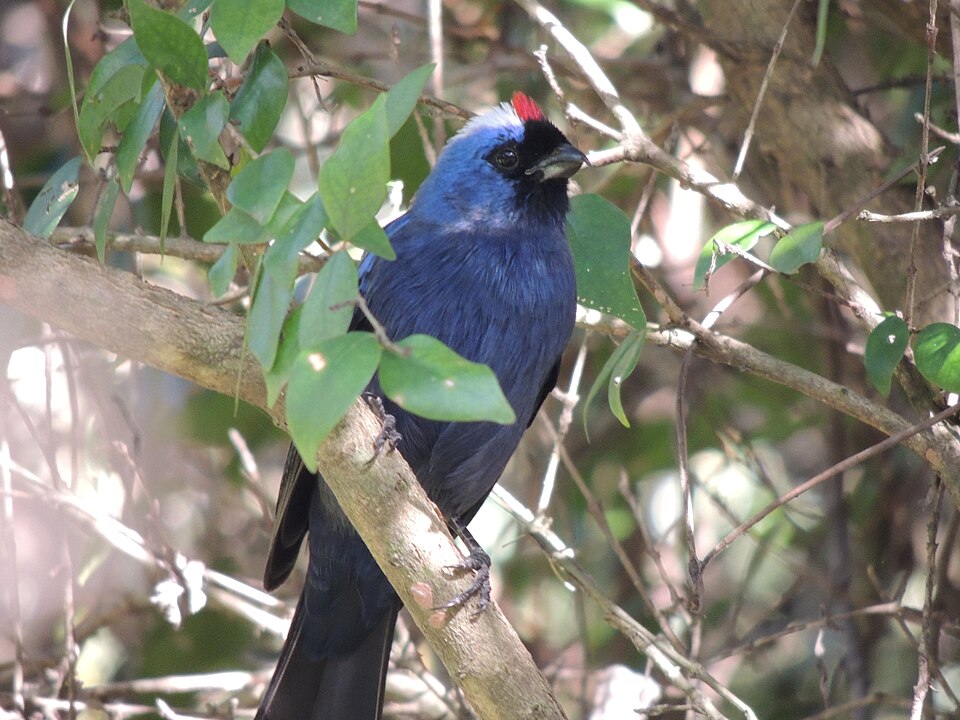 File:Cardenal Azul.JPG