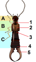 Thumbnail for version as of 10:38, 29 December 2009