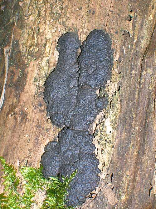 File:Detail of Biscogniauxia nummularia.JPG