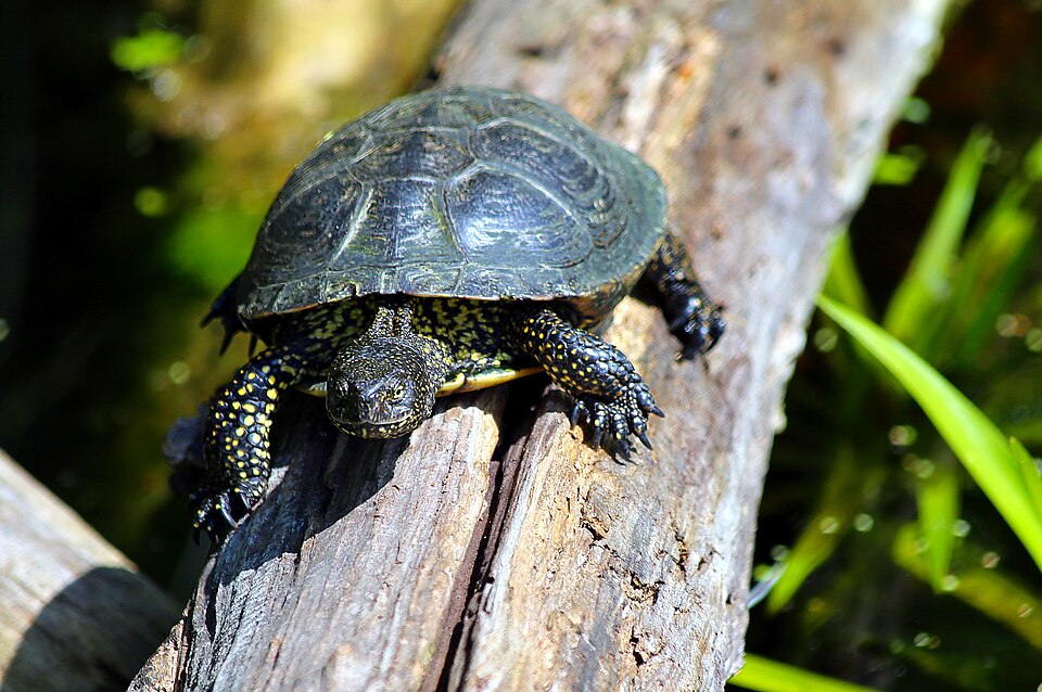 File:Emys orbicularis 2016 06.jpg