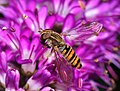 Marmalade Fly