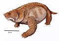 Pareiasuchus nasicornis