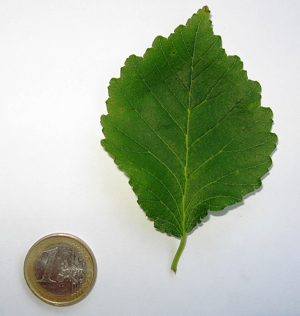 File:RN Ulmus minor Umbraculifera leaf.JPG