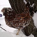 Thumbnail for version as of 01:57, 14 February 2011