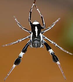 male S. mimosarum