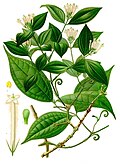 Strychnos toxifera, source of the neurotoxic alkaloid toxiferine (coloured plate from Köhler's Medicinal Plants)
