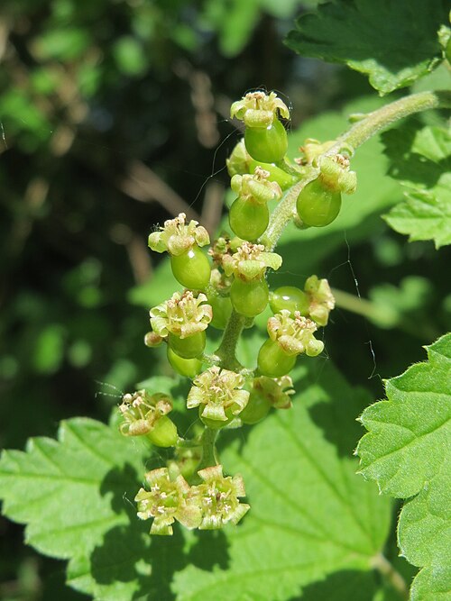 File:20160507Ribes rubrum1.jpg