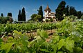 Penedès vines