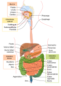 interlingua • Interlingua