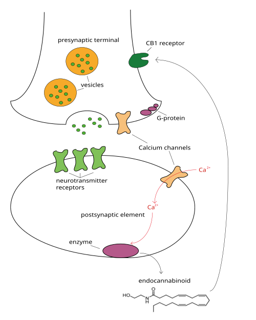 File:Endocannabinoid.svg