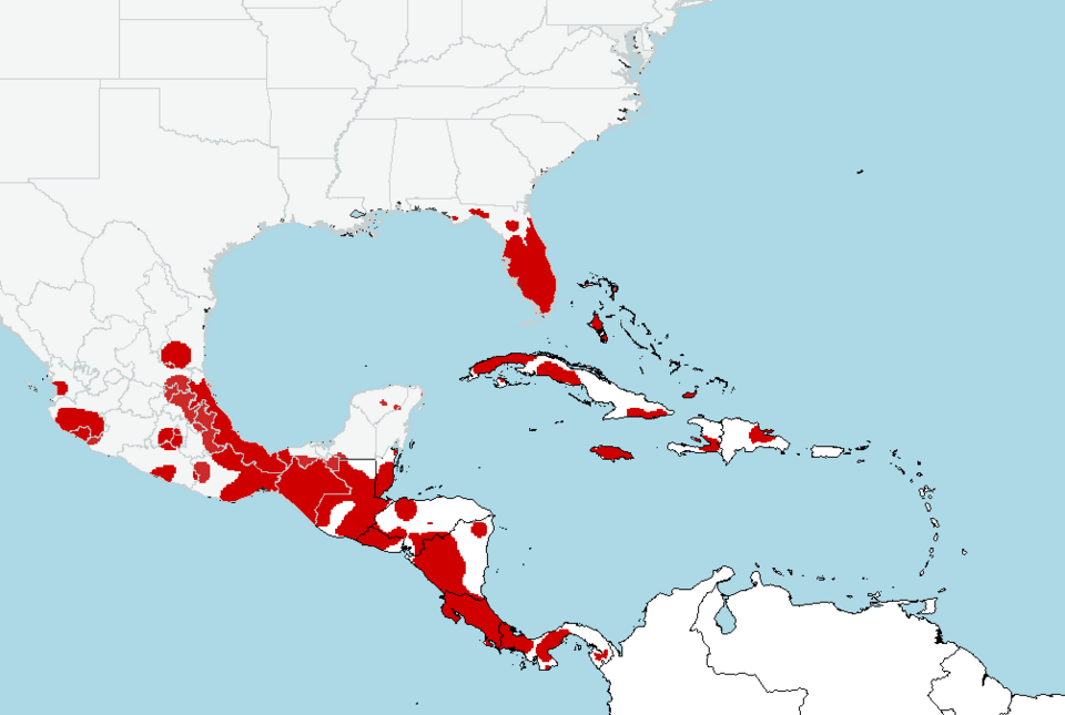 File:Ficus aurea range.png