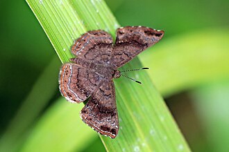 Greater scintillant Calephelis sixola Panama
