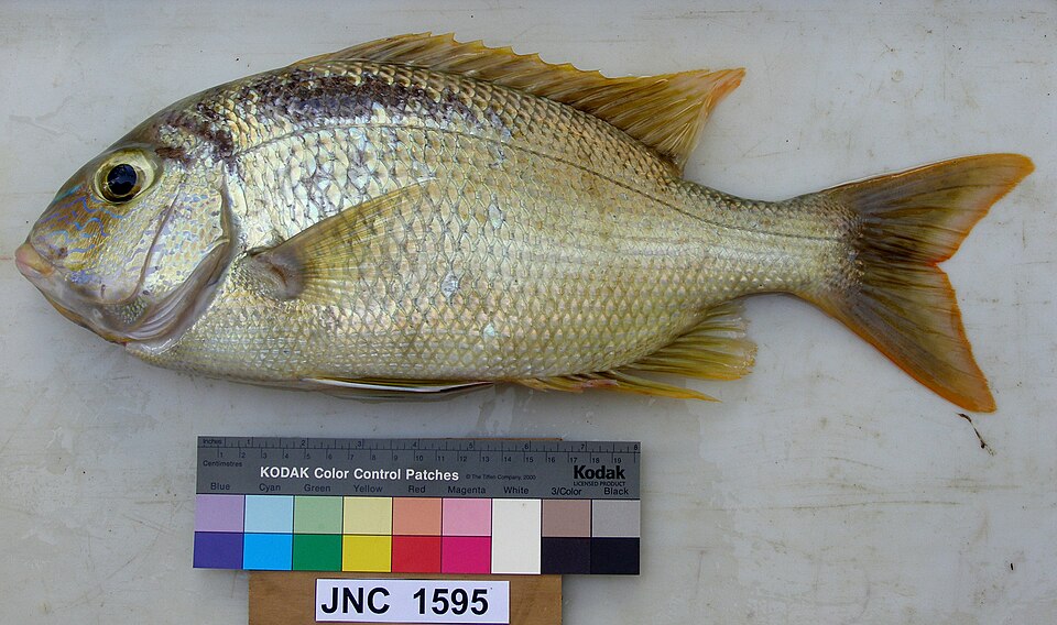 File:Gymnocranius oblongus JNC1595 Body.JPG