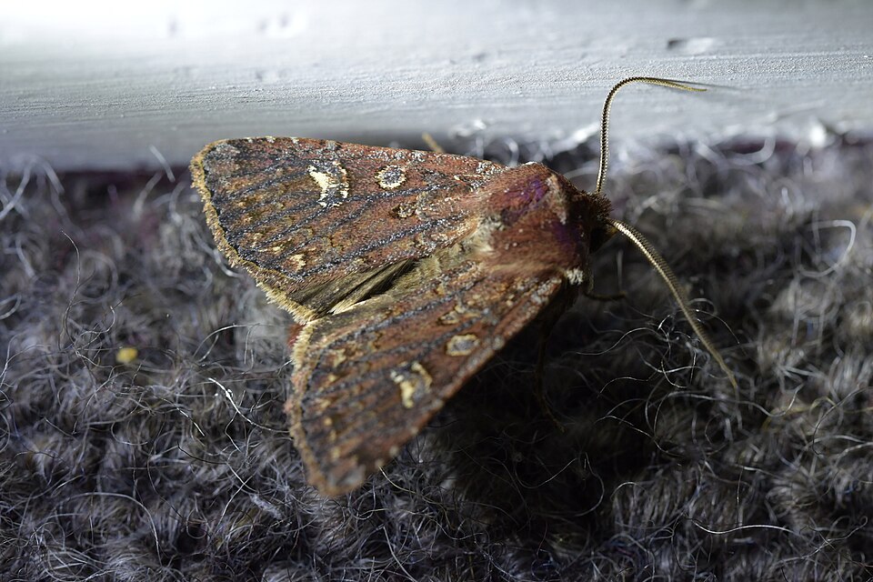 File:Ichneutica agorastis 112754568.jpg