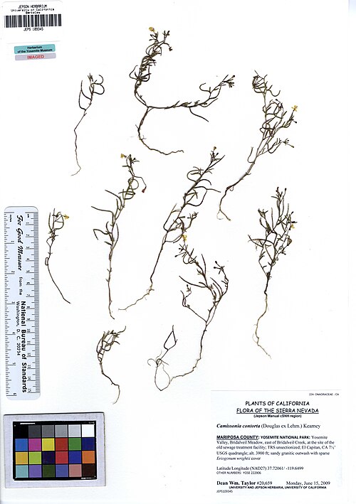 File:JEPS109345 Camissonia contorta (5554012778).jpg