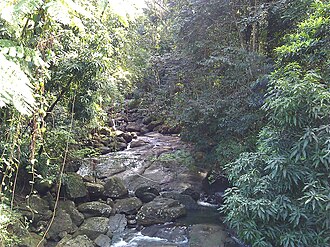 Thick vegetation in Jiménez