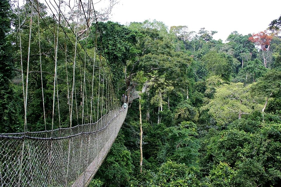 File:Kakum.jpg