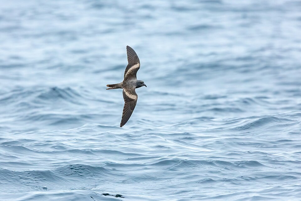 File:Markham's Storm-Petrel.jpeg