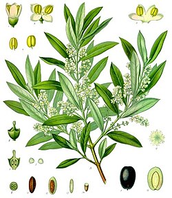 drawing of a branch, flowers, seeds and fruit of the olive tree
