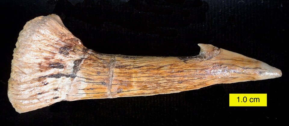 File:Onchopristis numidus 052013.JPG