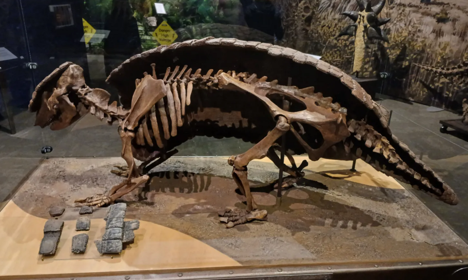 File:Pampathere internal skeleton.png
