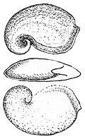 Thumbnail for version as of 22:33, 1 August 2009