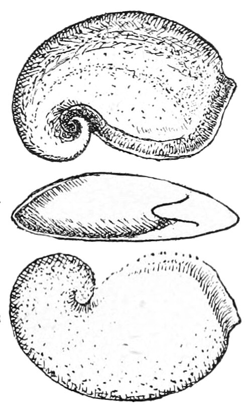 File:Pelagiella atlantoides.jpg