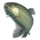trout