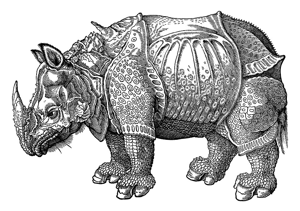 File:Rhinoceros 1551 (26482308).jpg