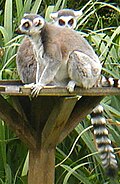 Ring-tailed lemur