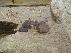 Brown mice