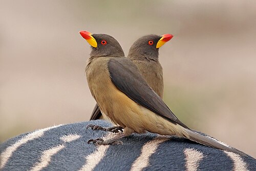 Yellow-billed oxpeckers Buphagus africanus Senegal