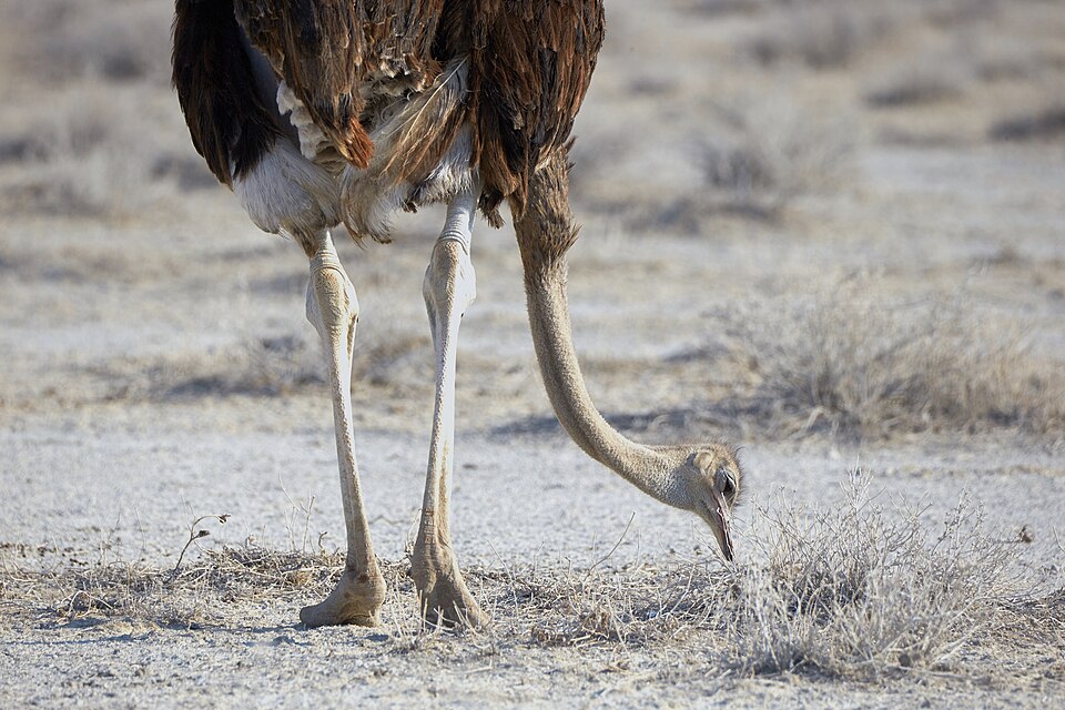 Common ostrich (struthio camelus) near Okaukuejo in Etosha