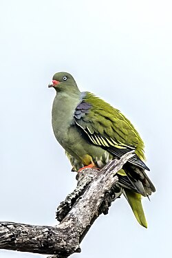 African green-pigeon Treron calvus South Africa