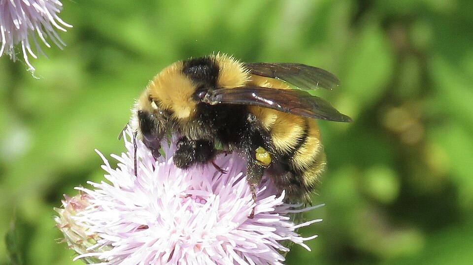 File:Bombus borealis 44533110.jpg