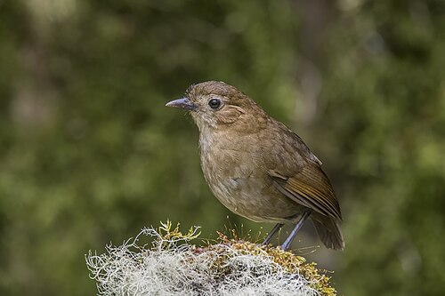 Brown-banded antpitta Grallaria milleri Colombia