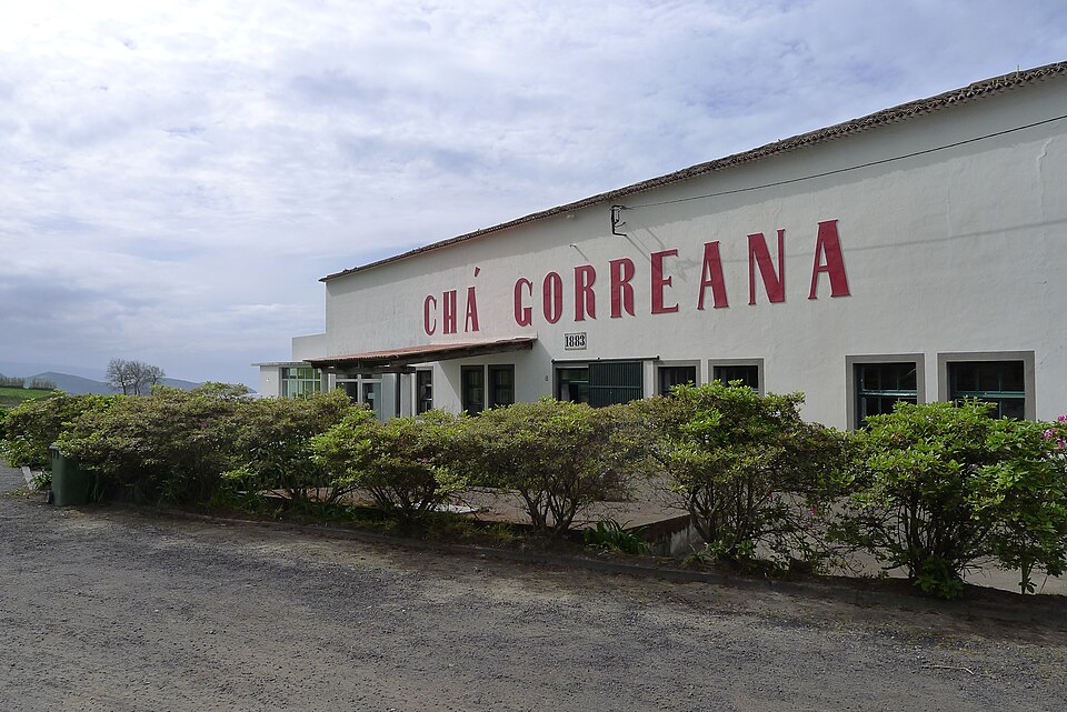 File:Chá Gorreana 3.JPG