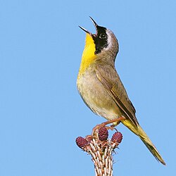 Common yellowthroat