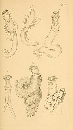 Molluscs