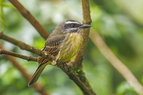Golden-bellied flycatcher Myiodynastes hemichrysus minor Ecuador