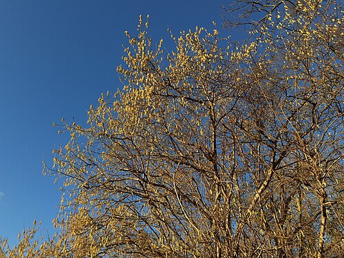 hazel, Döhren