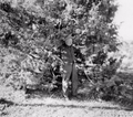 original file