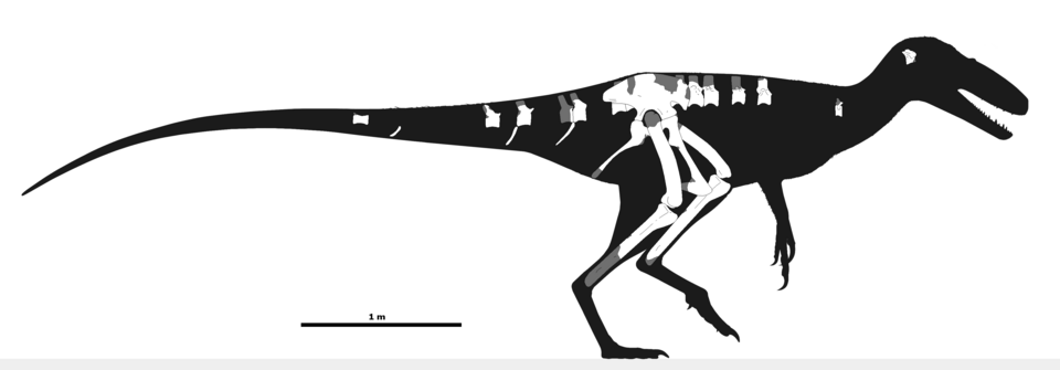 File:Juratyrant known elements skeletal.png